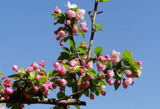 春季怎么養(yǎng)肝?春分養(yǎng)身原則有哪些?