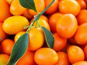 寶寶能吃金桔嗎？寶寶吃金桔的做法