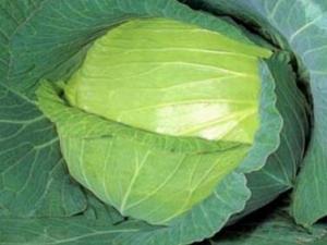 寶寶能吃卷心菜嗎?寶寶吃卷心菜有什么好處