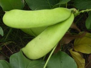 寶寶吃刀豆有什么好處?寶寶吃刀豆的做法