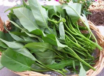 �����Կ��Ĳ���ʲô��̎�������Կ��Ĳ˵�����