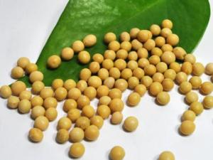 寶寶能吃黃豆嗎?寶寶吃黃豆的做法