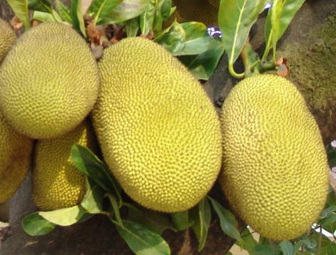 孕婦能吃菠蘿蜜嗎?孕婦怎樣吃菠蘿蜜才安全