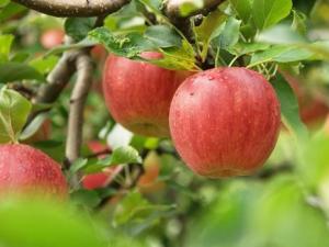 孕婦能吃蘋果嗎？孕婦吃蘋果有什么好處