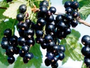 孕婦能吃黑加侖嗎？孕婦吃黑加侖的注意事項