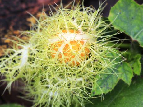 �ЋD�ܳ�������᣿�ЋD���������ʲô��̎