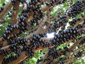 孕婦能吃嘉寶果嗎?孕婦吃嘉寶果有什么好處