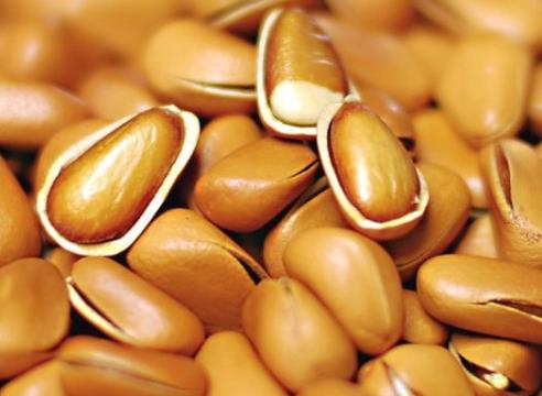 孕婦能吃松子嗎?孕婦吃松子的做法