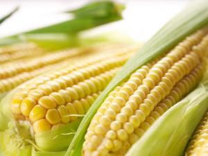 孕婦吃玉米有什么好處?孕婦吃玉米的做法