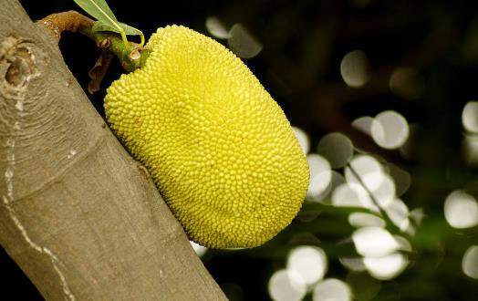 孕婦能吃菠蘿蜜嗎?孕婦怎樣吃菠蘿蜜才安全