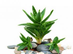 蘆薈都可以吃嗎?吃蘆薈的注意事項(xiàng)