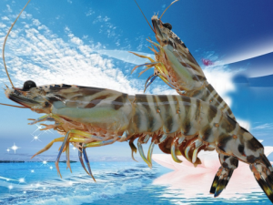 食用竹節蝦的注意事項-竹節蝦和基圍蝦的區別