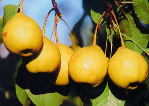 ʳ�������ע�����-����Ĺ�Ч�c����