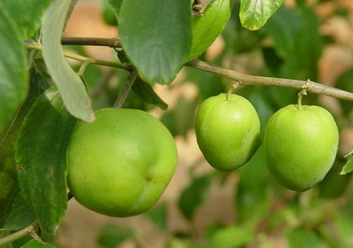 ʳ��������ע�����-�����Ĺ�Ч�c����