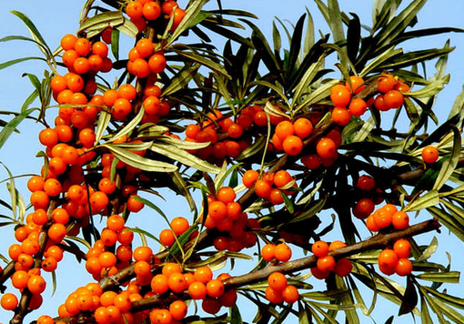 ʳ��ɳ����ע�����-ɳ���Ĺ�Ч�c����