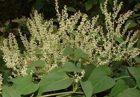 �Ժ��מ�������Γp���᣿���מ��Ĺ�Ч