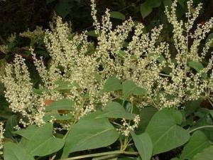 吃何首烏會引起肝損傷嗎?何首烏的功效