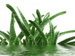 多吃蘆薈有助消食？營養誤區大揭秘