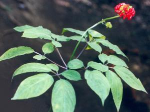 人參用錯如同砒霜！怎樣吃補品才有效？