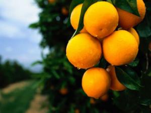 發苦的橘子不可以吃-橘子飲食禁忌