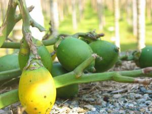 檳榔致癌是真的嗎?應該像戒煙一樣戒吃檳榔