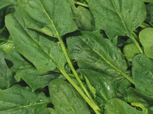 菠菜不能和什么一起吃?菠菜和豆腐能一起吃嗎