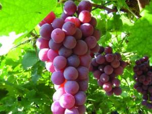 葡萄不能和什么一起吃？吃葡萄的飲食禁忌