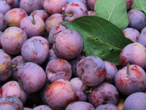 為什么說“桃養(yǎng)人，杏傷人，李子樹下埋死人”？