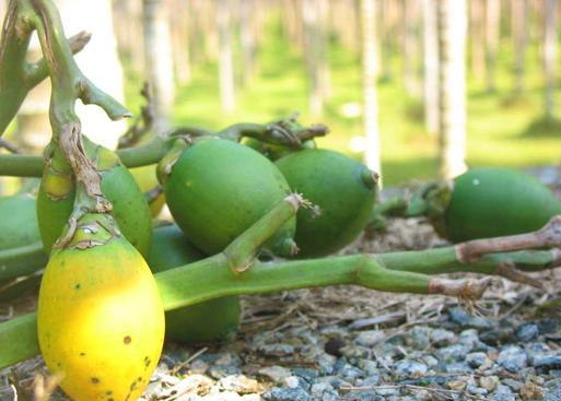 ���ƳԶ��˕�(hu��)��ô�ӣ����ƳԶ�����ʲô��̎