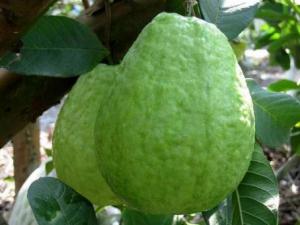 如何保存番石榴？吃番石榴的注意事項