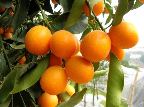 ��α����ۣ��Խ�۵�ע�����