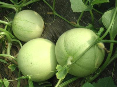 ������x��ϣ�����ϵ�ʳ�ý���