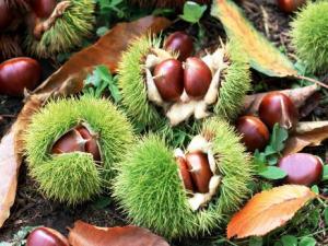 如何挑選板栗？板栗的食用禁忌