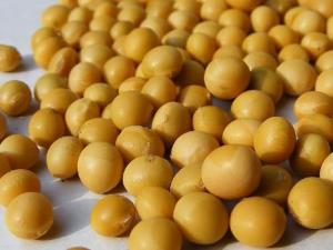 如何挑選黃豆?吃黃豆的食用禁忌