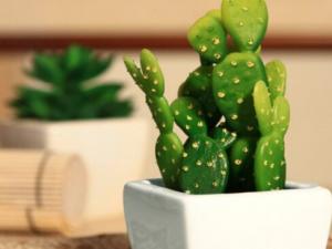 防輻射植物有哪些?什么東西防輻射最好?