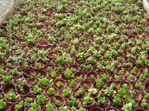 筒葉花月的風水學應用-筒葉花月的養殖方法