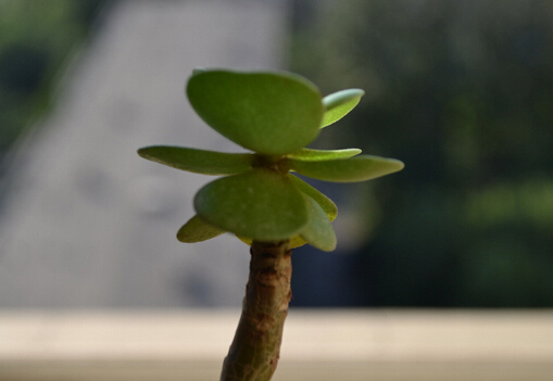 ���Xľ���Bֳ����-���Xľ���Lˮ�W����