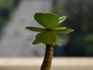 金錢木的養殖方法-金錢木的風水學應用