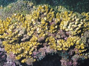 膨珊瑚的風水學應用-膨珊瑚在家居中的作用