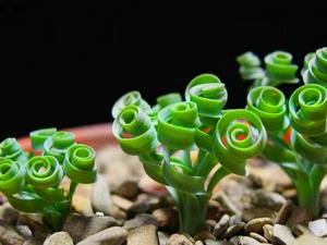 彈簧草在家居中的作用-彈簧草的養殖方法