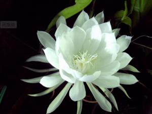 曇花對(duì)家居環(huán)境的影響-曇花的風(fēng)水學(xué)應(yīng)用