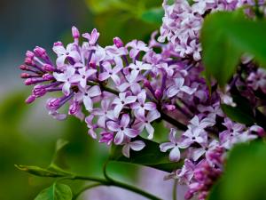 丁香花對家居環境的影響-丁香花的風水學應用
