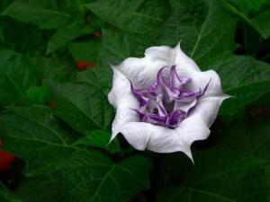 曼陀羅花的介紹-曼陀羅花對家居環(huán)境的影響