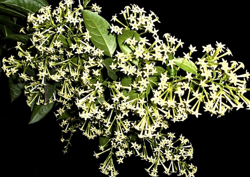 ҹ���㻨�Ľ�B-ҹ���㻨���Lˮ�W����