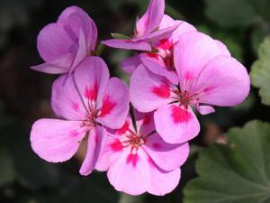 紫羅蘭的介紹-紫羅蘭對家居環境的影響