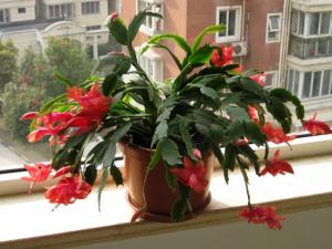 蟹爪蘭的介紹-蟹爪蘭對家居環境的影響