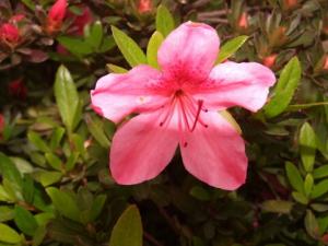 杜鵑花的介紹-杜鵑花的風水學應用