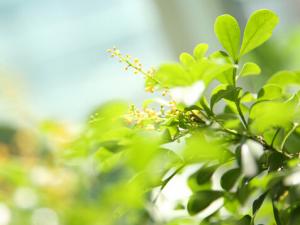 米蘭花對家居環境的影響-米蘭花與家居風格的搭配