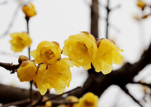 �D÷���Ҿӭh(hu��n)����Ӱ�-�D÷���L(f��ng)ˮ�W(xu��)��(y��ng)��