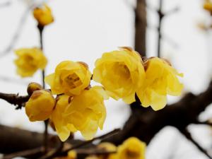 臘梅對家居環境的影響-臘梅的風水學應用